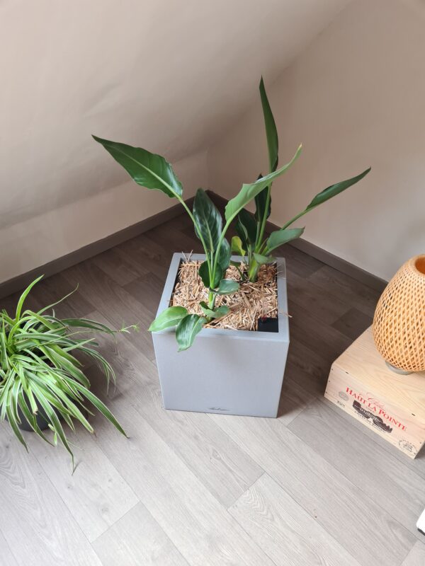 Sac Miscanthus bio (150 litres)
